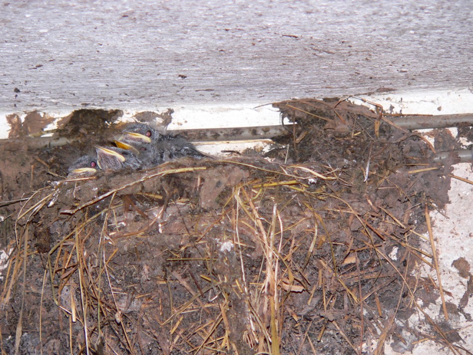 polluelos de golondrina en el nido